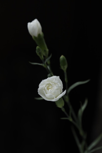 Twee kleine witte rozen op een zwarte achtergrond