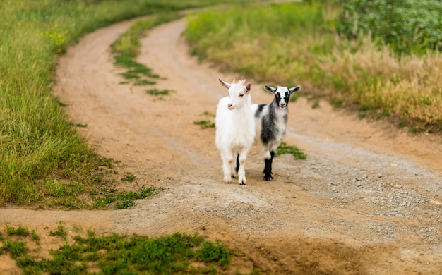 twee kleine zwart-witte geit in de natuur