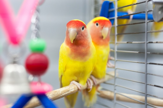 Twee kleurrijke dwergpapegaaien. rode en gele kleuren. tropische huisdieren.