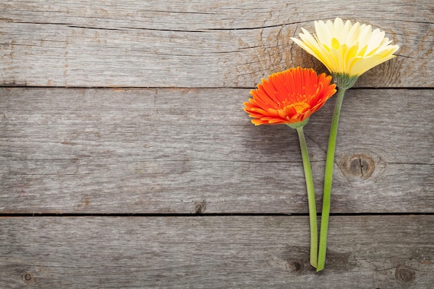 Foto twee kleurrijke gerbera's