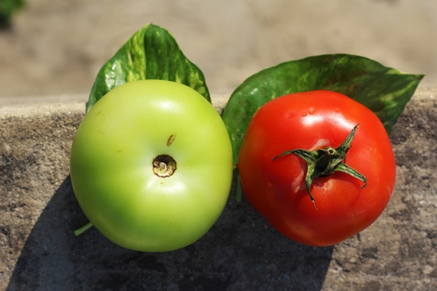 Foto twee kleurrijke tomaten