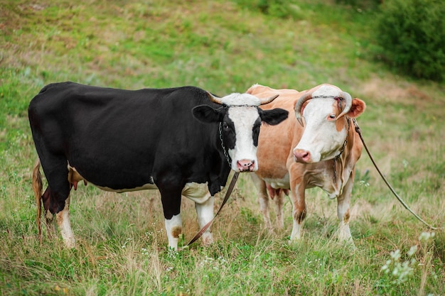 Twee koeien eten in het veld Simmentaler koe graast vredig in een open veld Biologische veehouderij