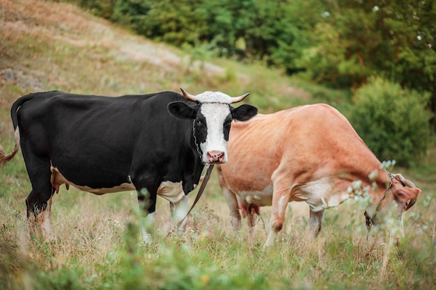 Twee koeien eten in het veld Simmentaler koe graast vredig in een open veld Biologische veehouderij