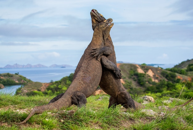 Twee Komodovaranen vechten om een stuk voedsel. Indonesië. Komodo Nationaal Park.