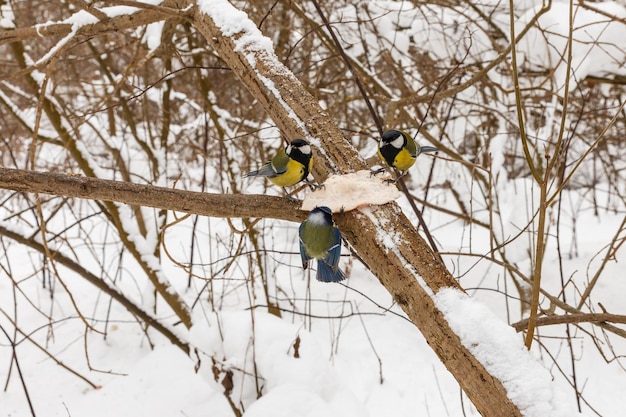 Twee koolmezen en pimpelmees die reuzel eten op een tak in het bos die vogels voedt in de winter