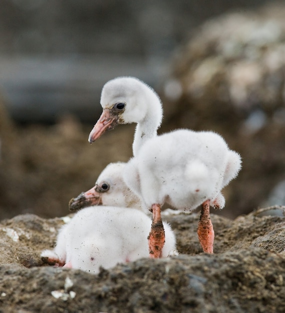 Twee kuikens Caribische flamingo in een nest