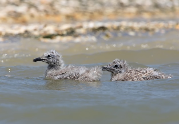 Twee kuikens van een caspisn-meeuw fladderen op het Danibe-water