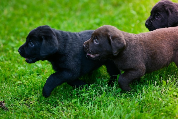 Twee Labrador-puppy's Labrador-puppy op groen gras