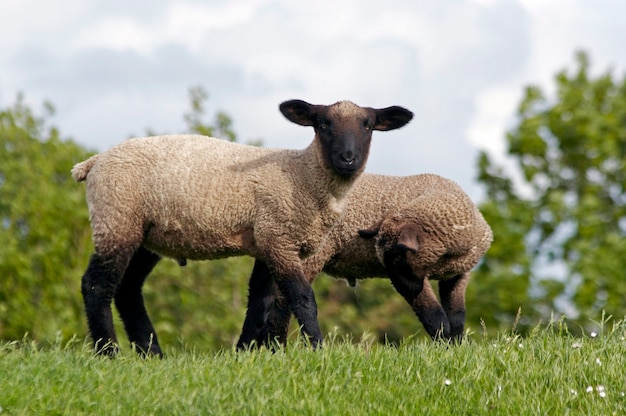 twee lammeren op de green