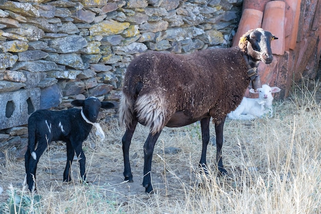 Twee lammetjes geboren uit een zwart schaap