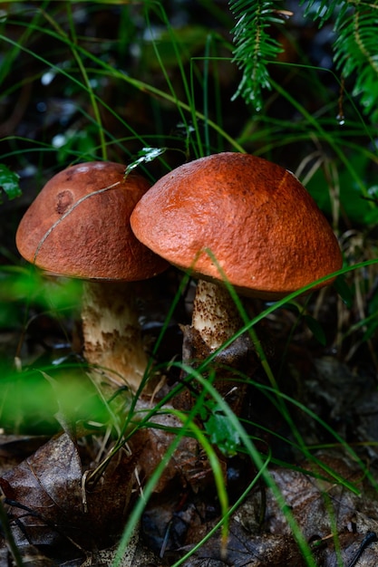 Twee Leccinum-paddenstoelen groeien in de bos eetbare paddenstoel met een rode dop