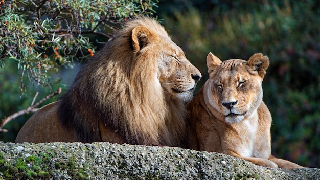 Twee leeuwen liggen samen en één kijkt naar de camera.