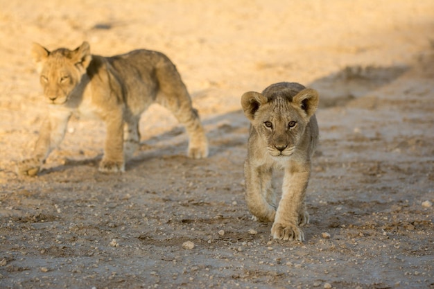 Twee leeuwenkinderen lopen.