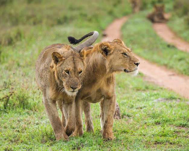 Twee leeuwinnen lopen langs de weg.