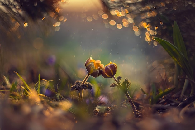 twee lentebloemen kantelden de knoppen naar elkaar toe bij zonsondergang