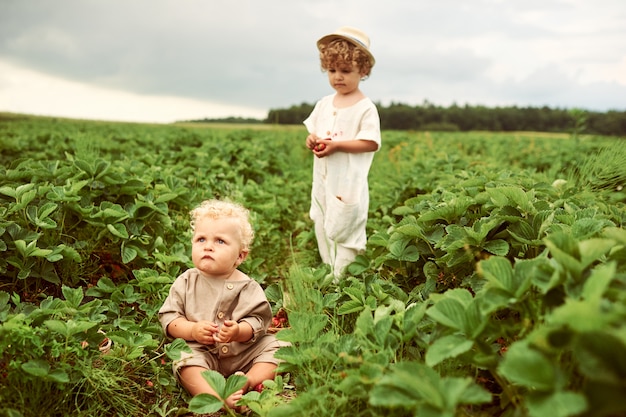 Twee leuke jongens gekleed in witte linnen doek oogsten aardbeien in het veld en plezier