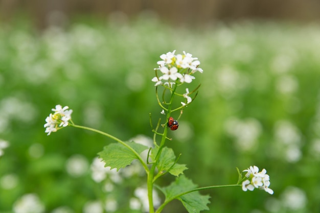 Twee lieveheersbeestjes op een witte bloem