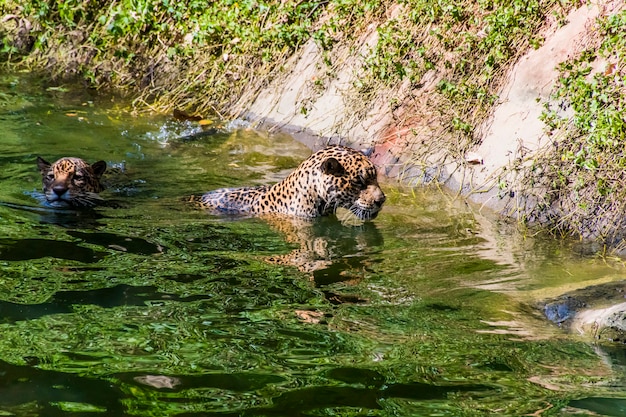 Twee luipaarden spelen in de vijver.