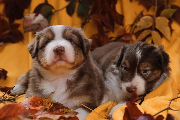 Twee maanden oude Australian Shepherd-puppy's liggen op een gele deken tussen rode heldere herfstbladeren