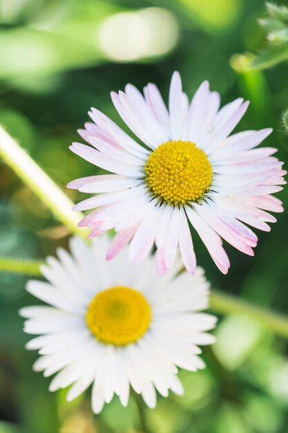 Foto twee madeliefjebloemen in het veld