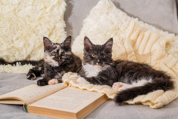 twee Maine Coon kittens spelen liggend op een gebreide trui naast een opengeslagen boek in een cosy