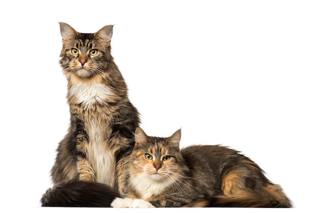 Twee maine coons zitten liggend en wegkijken