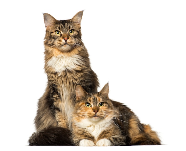 Twee Maine Coons zitten liggend en wegkijken