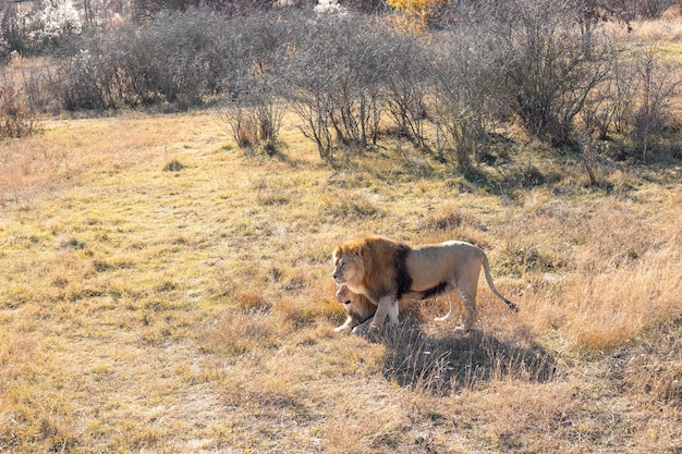 Twee majestueuze leeuwen in de savanne Familietrots van dieren in het wild