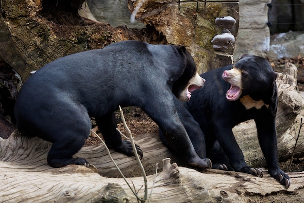 Twee Maleise beren in de natuur habitatvechten Mooie kleinere soort beren Helarctos malayanus
