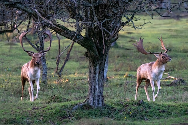 Twee mannelijke Damherten (Dama dama) in de bronsttijd