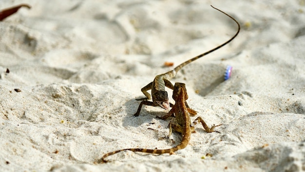 Twee mannelijke hagedissen vechten op zand. Pangan. Thailand.