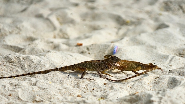 Twee mannelijke hagedissen vechten op zand. Pangan. Thailand.