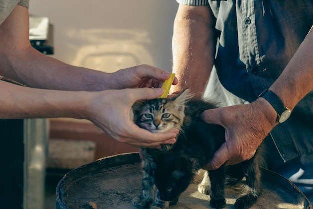 Twee mannen behandelen een kitten tegen vlooien