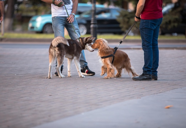 Twee mannen met honden