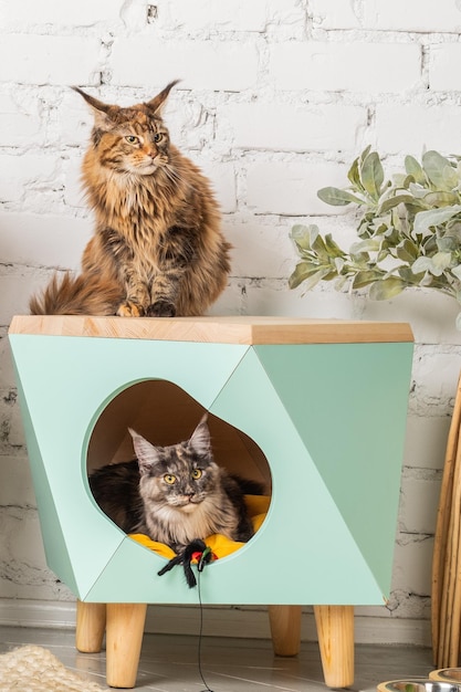 Twee meikun-katten en een huisdierenhuis in de kamer