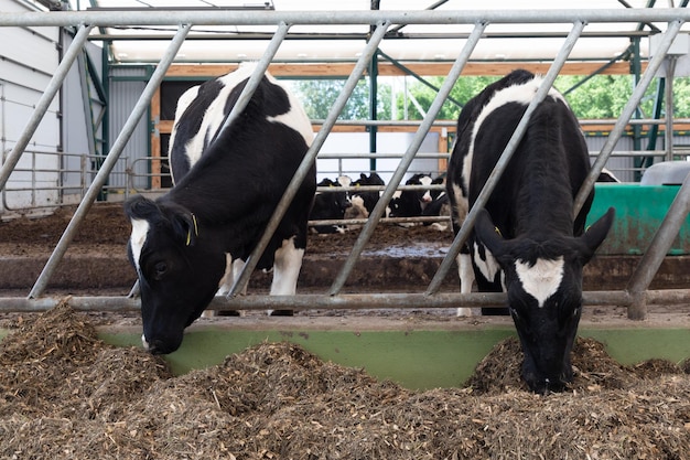 Twee melkkoeien op een moderne boerderij eten mengvoer