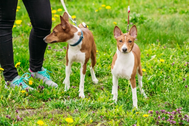 Twee mooie hond Basenji