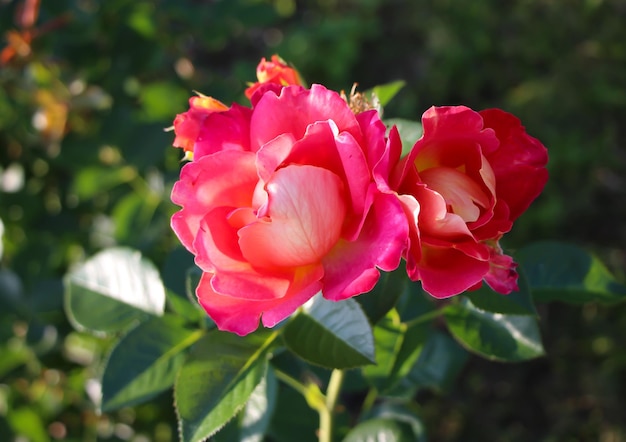 Foto twee mooie roze rozen op een wazige groene tuinachtergrond