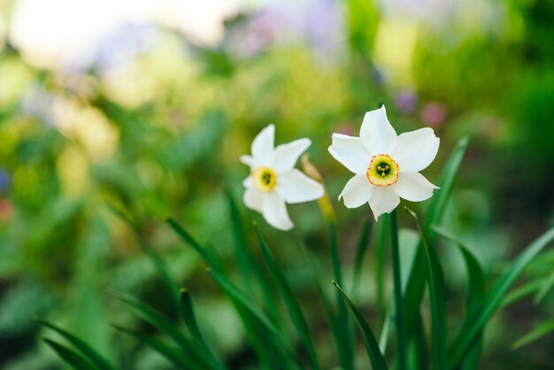 Twee mooie witte bloemen van narcissen met geel centrum op groen zonlicht.