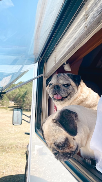 Twee mopshonden die uit het raam van een camper kijken