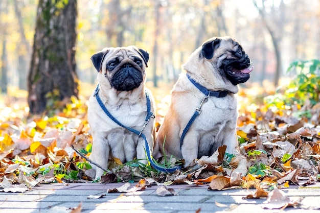 Twee mopsjes zitten op gevallen bladeren in een herfstpark op een zonnige dag