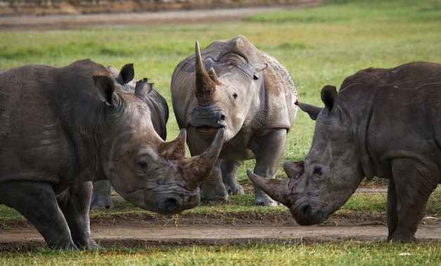 Twee neushoorns vechten met elkaar.