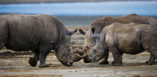 Twee neushoorns vechten met elkaar.