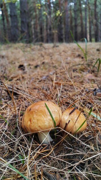 Twee olieachtige paddestoelen in het bos.