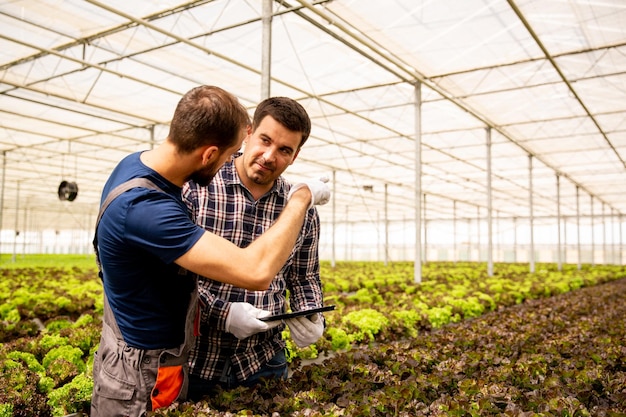 Twee onderzoekers bespreken saladeplanten en gebaren. Kas en tablet