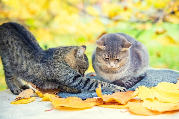 Twee ontspannende katten Een paar katten die in de herfstboomgaard liggen