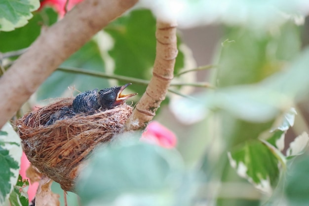 Twee oosterse ekster-Robin-baby&#39;s in het nest en wachtend op eten van hun ouders.