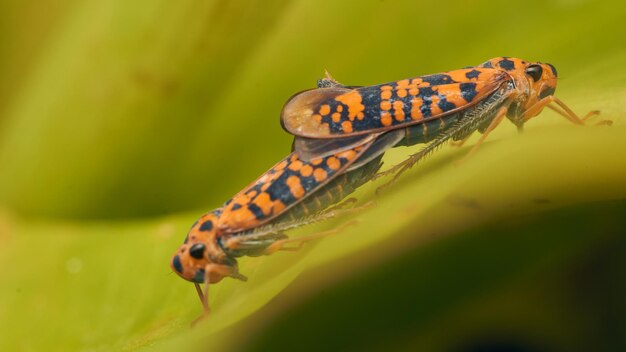 Twee oranje bladluizen paren op een groen blad