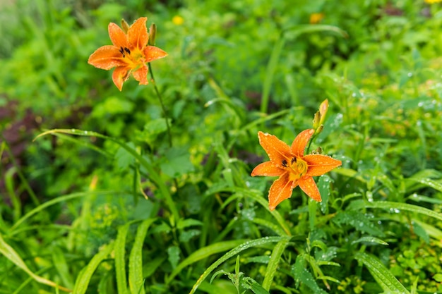 Twee oranje daglelies bloeien in de druppels tijdens regen op een onscherpe achtergrond