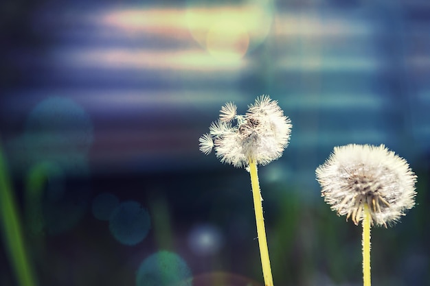 Twee paardebloemen in een veld. Zomer achtergrond met bokeh effecten. Kleine scherptediepte